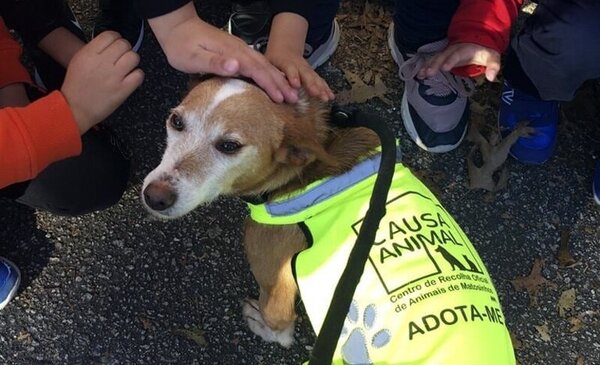 Sensibilizacao para a Causa Animal nas Escolas