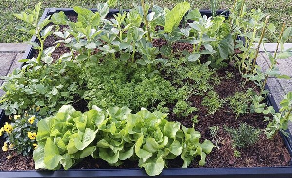 Horta Comunitaria nos Armazens Gerais