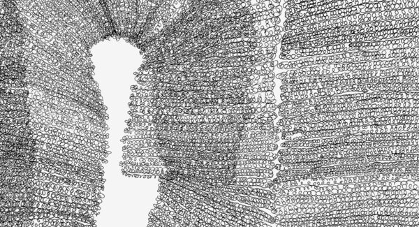 dest_expo_conceicao_abreu