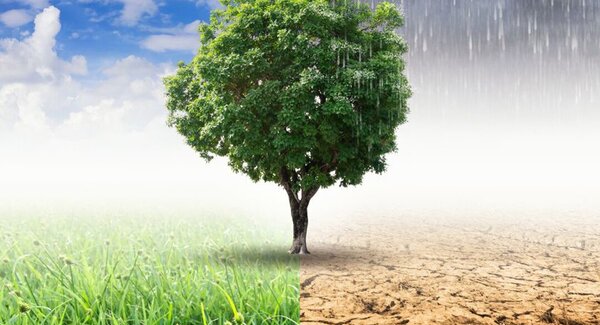 dest_caminhada_verde