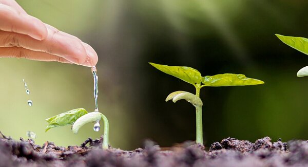 dest_recolha_sementes