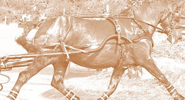 dest_hipismo_atrelagem