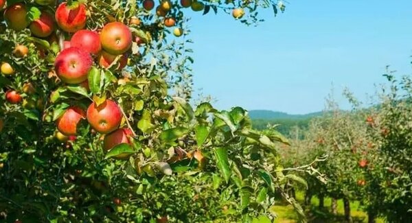 dest_poda_arvores_fruto