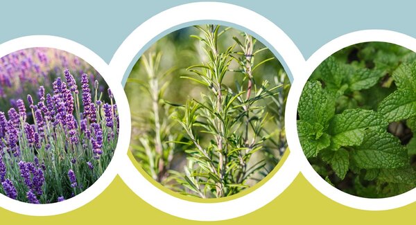 dest_oficina_plantar_saude