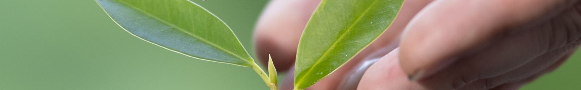 Devolver &agrave; Terra o Seu Valor