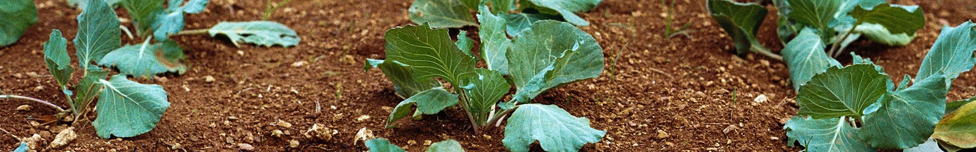 Horta &agrave; Porta