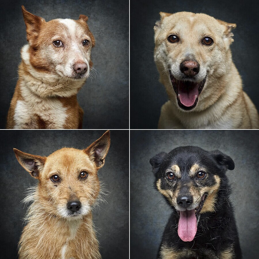 v&aacute; passear o c&atilde;o