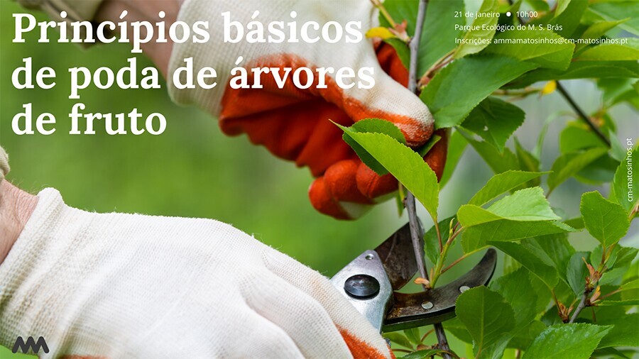 Poda de &Aacute;rvores de Fruto