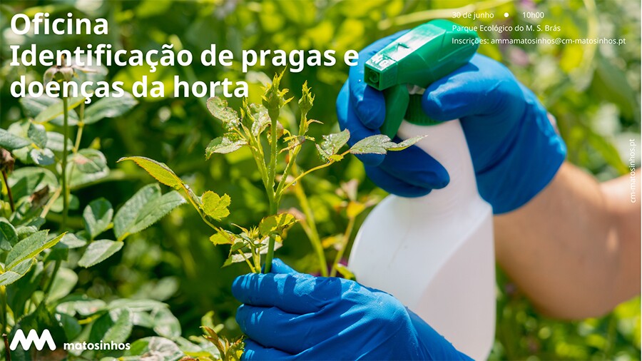Identifica&ccedil;&atilde;o de pragas e doen&ccedil;as da horta