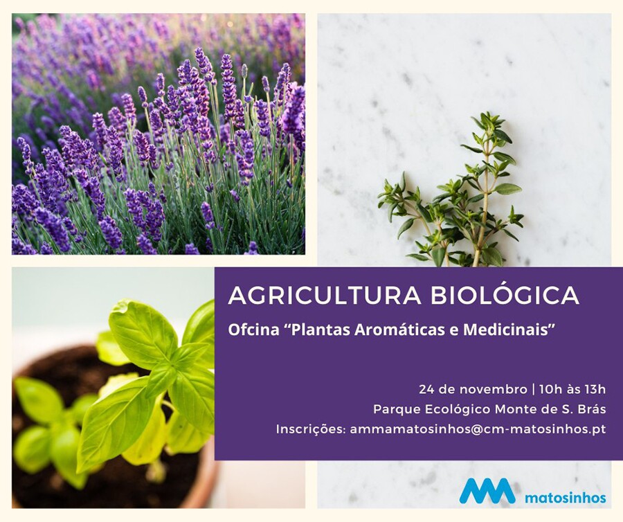 Oficina "Plantas Arom&aacute;ticas e Medicinais"